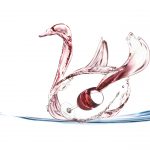 swan splash_yichen