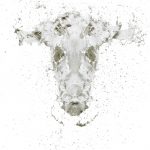 jknowles-dairycow-v8-jl-bubblesremoved-copy