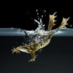 1658-diving-frog