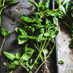 Basil with root