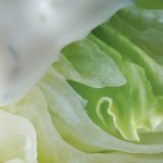 -dsc2061-lettuce