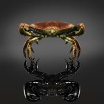 crab-step-4-27859