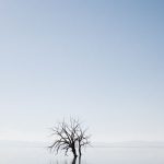 vz_Salton-Sea-tree-hero