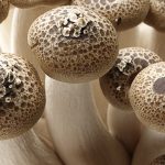 brown-beech-mushroom-copy