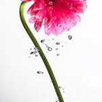 ny-ct-flower-water-bubbles