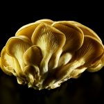 ny-ct-oyster-mushroom-black-jens-johnson-photographer-food