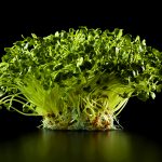 ny-ct-radish-sprouts-black-jens-johnson-photographer-food