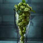 Dried hops in a glass