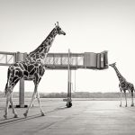 04-lost-animals-giraffen-nagy-cgi